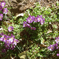 Flowers greeting the warm light after long winter, March, 2011