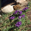 Flowers out of soil overnight, March, 2011