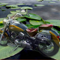 Motorcycle on the lily lake