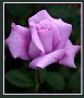 一翦紫玫瑰