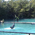 海豚頂著人 跟人類合作的特技表演
