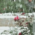 在雨中漸漸凋零的玫瑰