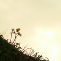 山坡上的太陽花