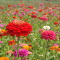 2011/07/16 三芝屯山國小旁百日菊, 波斯菊, 向日葵花海 及淡江大學校園.