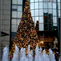 2011聖誕樹 - 2