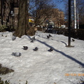 鴿子雪地上覓食