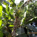 住家自種的香蕉樹，已經有成熟的果實可採摘了。