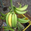 香蕉成熟了 - 7