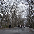 紐約中央公園冬景 - 1