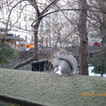 紐約中央公園冬景 - 4