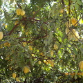 農場種的楊桃樹結滿了楊桃