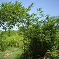綠竹筍 - 1