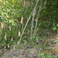 綠竹筍 - 4