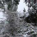 photo - 故鄉冬季的雪景