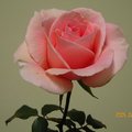 粉紅色玫瑰花