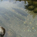 合掌村-路旁水溝的鳟魚