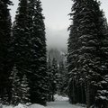 高大松樹矗立雪中