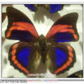 亞馬遜的蝴蝶1-Dennis做的標本udn