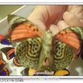 亞馬遜的蝴蝶1背面-Dennis做的標本udn