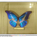 亞馬遜的蝴蝶-Dennis做的標本udn