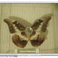 亞馬遜的蝴蝶背面-Dennis做的標本udn