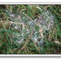 2010年1月初的冬天..一個下過雨的陰天..在台東的拾穗山莊..竟然在草地上看到蜘蛛網結成的水滴形成蝴蝶圖騰..一顆顆的水滴如鑽石般的晶瑩剔透. 右邊還有一位彼得潘的小精靈 Wendy坐在那兒呢!