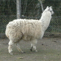 羊駝alpaca