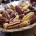 印加玉米
