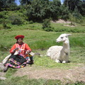 紡線老婦與羊駝alpaca