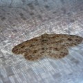 今早家裡發現的昆蟲，與這幅布花紋一樣的，這昆蟲很有智慧，妙哉！
