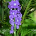 紫色長穗花