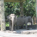 2008年6月25日上午，一個人在動物園。