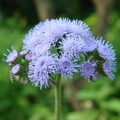 紫薊草-1
