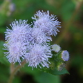 紫薊草-2