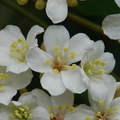 200904峨嵋湖桐花祭 - 22