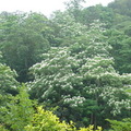 200904峨嵋湖桐花祭 - 44