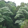 200904峨嵋湖桐花祭 - 45