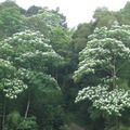 200904峨嵋湖桐花祭 - 46