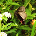 馬祖的芹壁，到處都飛舞著蝴蝶，自在的姿態，完全不閃躲人群。

相信，這股拍擊翅膀的蝴蝶效應，如果傳達的，是真是善是公平與正義，

世界就會多更多的美好。