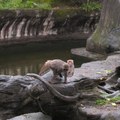 動物園 - 4