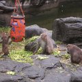 動物園 - 1