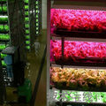 LED應用於蔬菜植物工廠