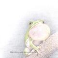 諸羅樹蛙--手繪色鉛筆畫