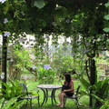 枕山村壓腳所在民宿的大鄧伯花長廊，串串的鄧伯花開，在紫色精靈花下喝啡啡是很浪漫的喲