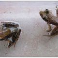 嘉義大學研究生在宜蘭員山鄉補捉到的梭德氏赤蛙