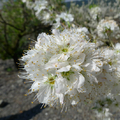 三星大同賞李花櫻花 - 12