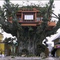 沖繩樹屋