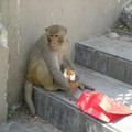 這隻去山上路上的猴子 搶了菩堤手中要獻給神明拜拜用的祭品 正在享用