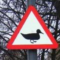 Be ware of Ducks - the Sign