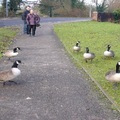 Be ware of geese! - Andover